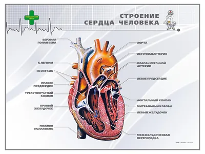 Сердце человека рисунок карандашом - 62 фото