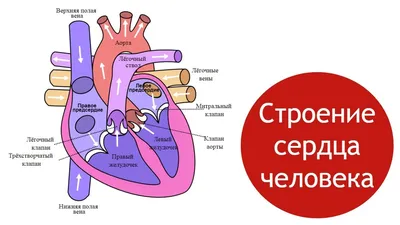 Сердце человека - редкие факты | О здоровье простым языком | Дзен