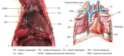 Анатомическая модель Сердца человека, 135мм. - купить с доставкой по  выгодным ценам в интернет-магазине OZON (834871417)