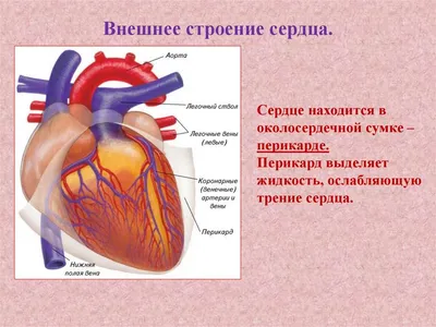 Строение сердца человека. Анатомия человека. - Анатомия человека