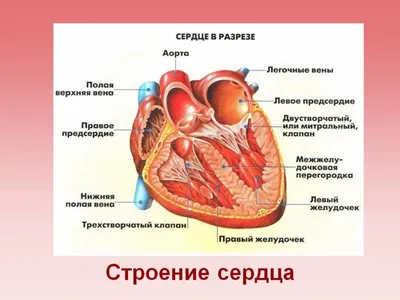 Сравнительная анатомия сердца человека и экспериментальных животных |  Лабораторные животные для научных исследований