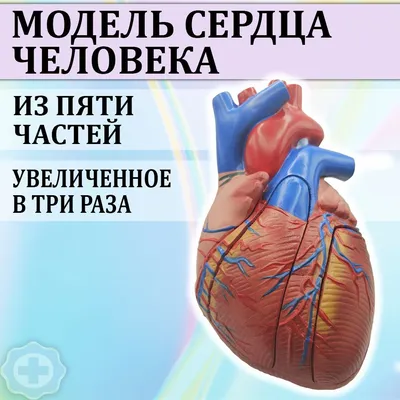 Строение сердца человека купить – цена от ElizLabs