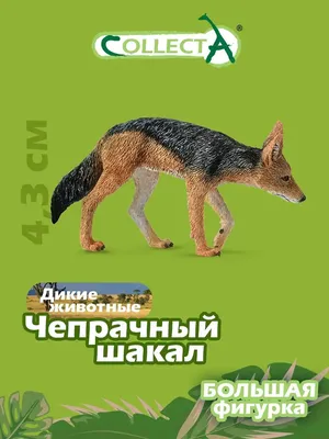 Мертвый Blackbacked шакал с укусами шакала отслеживания его за воротник  Стоковое Изображение - изображение насчитывающей солнечно, шакал: 203868207