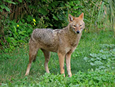 Шакал (лат. Canis aureus)