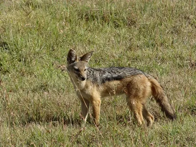 Шакал. Canis aureus. Сайт про зверей - ZveroSite.ru