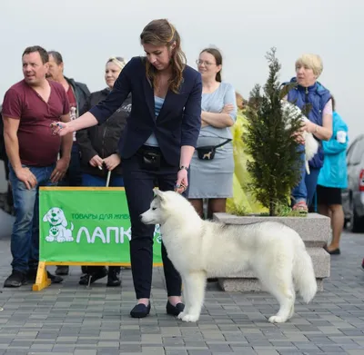 Корм Royal Canin для щенков собак малых пород, живущих преимущественно в  домашних условиях Mini Indoor Puppy