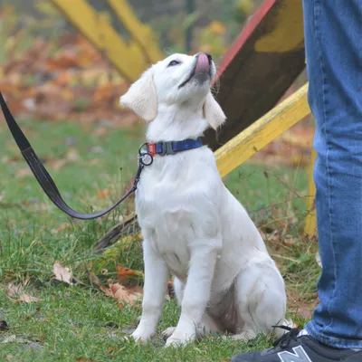 Купить Royal Canin MEDIUM PUPPY корм для щенков средних пород от 2 до 12  месяцев в Киеве и по всей Украине - цена, отзывы в зоомагазине Зоодом  Бегемот