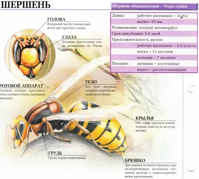 Шершни. Опасные, но интересные