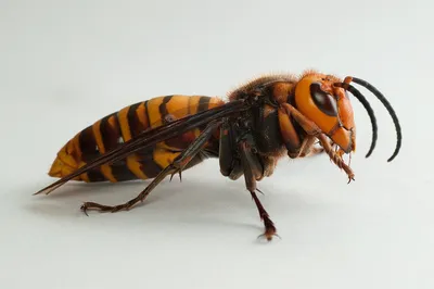 Шершень (Vespa crabro)