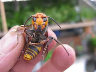 Шершень (Vespa crabro)