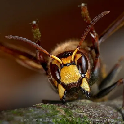 Шершень и оса - типичные враги медоносных пчёл