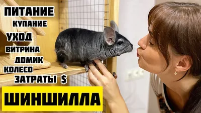 Шиншилла / Chinchilla - «Не совершайте моих ошибок!!! Вы себе этого не  простите!!! (дополнено спустя 2,5 года)» | отзывы