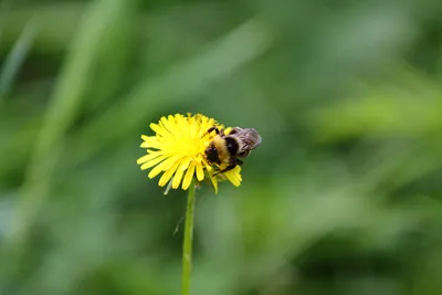 Шмель конфузус или необыкновенный – Bombus confusus (Schenck, 1861) «  Красная книга Томской области | ОГБУ \"Облкомприрода\"