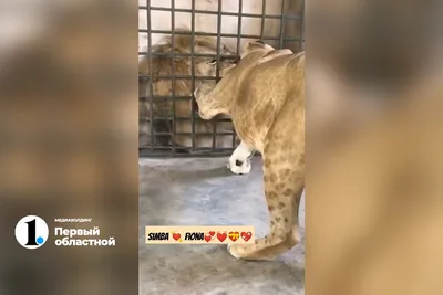 Файл STL Бюст головы Симбы с низкой полировкой [Король Лев] 🐉・Дизайн для  загрузки и 3D-печати・Cults