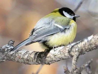 Клуб Людей и Птиц. ФОРУМЫ ptic.ru / Большая синица (Parus major)