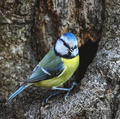 Большая синица (Parus major) - Приокско-Террасный государственный природный  биосферный заповедник