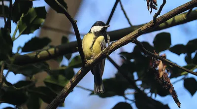 Новые фото: Синицы и их гнёзда « Fotoparus