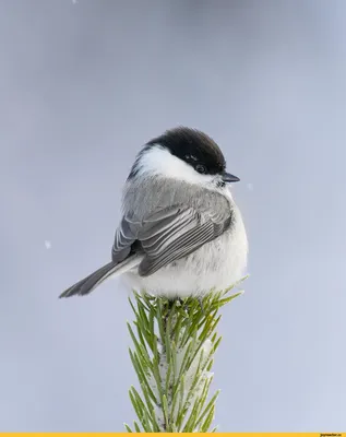 Фото животных: Птенец синицы.. Александр Садовников. - ANIMAL PHOTO