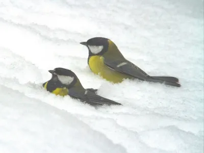 Усатая синица (Panurus biarmicus) – Астраханский биосферный заповедник