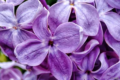 Сирень венгерская (Syringa josikaea)