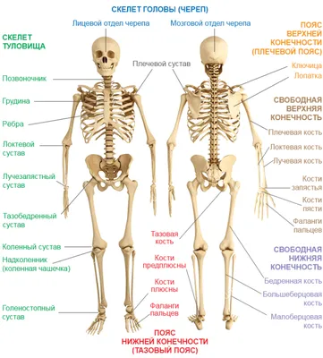 3d модель скелета человека. При работе использовался атлас анатомии  человека. | Human skeleton, Human anatomy drawing, Anatomy art
