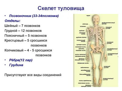 Скелет | Скелет