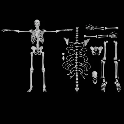 Анатомическая модель человеческого скелета 174 см - купить по лучшей цене  21 199.00 грн. грн с доставкой в Киеве, Украине, оплата при получении