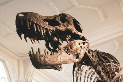 Правда ли, что в музеях выставляют настоящие кости динозавров