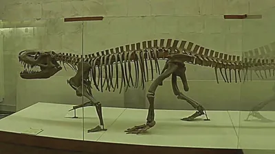 Скелет динозавра Psittacosaurus sp.