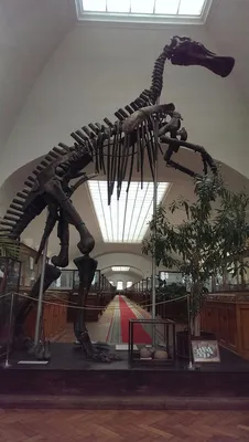 Москва. Скелеты Динозавров - YouTube