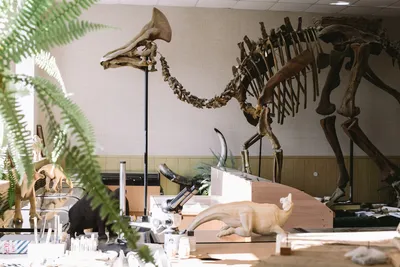 Скелет динозавра - Изображение Геологический музей имени Ф.Н.Чернышева,  Санкт-Петербург - Tripadvisor