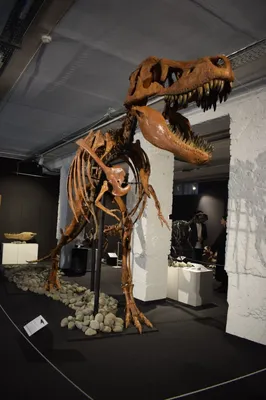 Затерянный мир»: как в Приамурье изучают останки последних динозавров |  Такие Дела