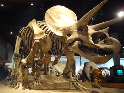 Где найти динозавров в России: в Новосибирск привезли скелет хищника  размером с грузовик | НДН.Инфо