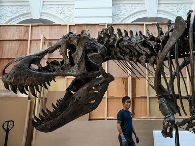 Бесплатные Скелеты динозавров стоковые фотографии | FreeImages