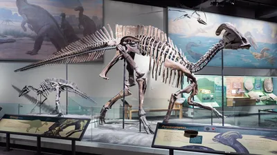 Выяснилось, как скелеты динозавров выдерживали огромную нагрузку своего тела