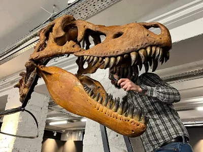 Модели скелета динозавра, Обучающие Мини-кости динозавров для детей,  мальчиков и девочек, 7 шт. | AliExpress