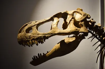 Палеонтологи из Москвы доставили в Новосибирск скелеты динозавров -  Рамблер/новости