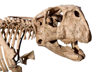 скелет динозавра в каменной стене, картина окаменелости, ископаемое,  окаменелый фон картинки и Фото для бесплатной загрузки