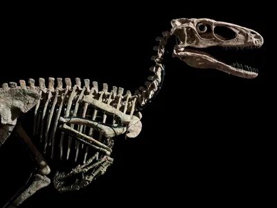 Скелеты динозавров, которые продали на аукционах | РБК Life