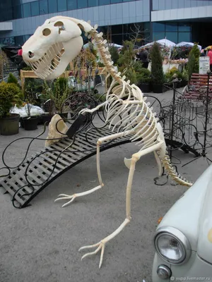Купить растущие в воде скелеты динозавров, 10 шт, цены на Мегамаркет