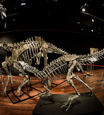 Мультяшный скелет динозавра - 51 фото