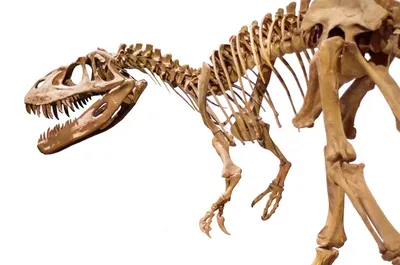 Скелет динозавра из металла в интернет-магазине Ярмарка Мастеров по цене  520000 ₽ – FCCIVRU | Скульптуры, Таганрог - доставка по России