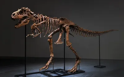 Скелет динозавра - Фридрих Крантц. Подробное описание экспоната, аудиогид,  интересные факты. Официальный сайт Artefact