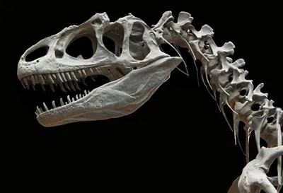 Скелет динозавра продали в Париже за 1,5 миллиона евро - 12.04.2018,  Sputnik Беларусь