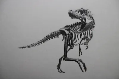 Состав коллажа скелетов динозавров на белизне изолировал предпосылку  Стоковое Изображение - изображение насчитывающей плотоядно, ископаемый:  82185761