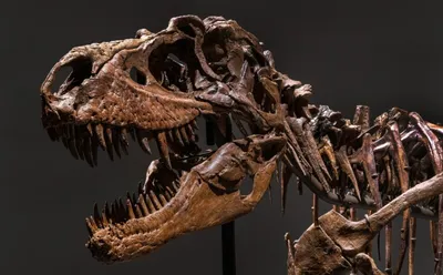 Уникальный скелет динозавра продали на аукционе за 2,4 миллиона долларов -  АЗЕРТАДЖ