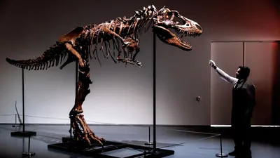 На аукционе продадут скелет хищного динозавра возрастом 76 млн лет | РБК  Life