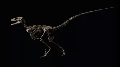 Мультяшный скелет динозавра - 51 фото