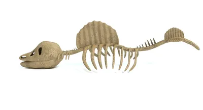 Ископаемый скелет динозавра Набор для раскопания DIY сборка обучающая  детская игрушка | AliExpress