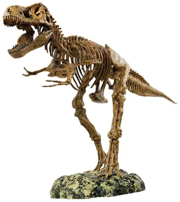 Sotheby's выставил на торги редкий скелет динозавра - РИА Новости,  07.07.2022